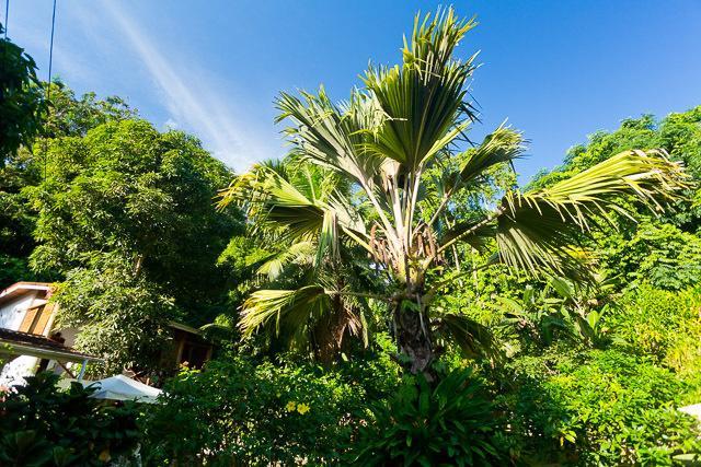 Coté Sud - Unique Villa&Bungalows Intendance Road Takamaka Chambre photo